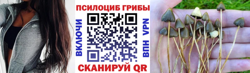 купить   блэк спрут ONION  Псилоцибиновые грибы прущие грибы  Куровское 
